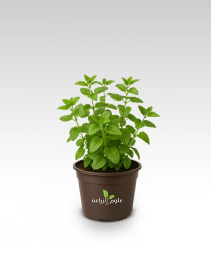 شتلة النعناع الليموني