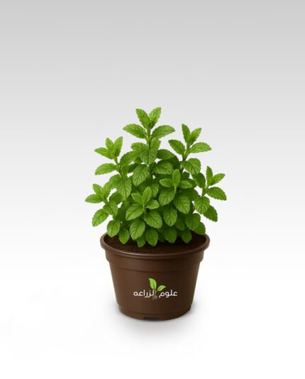 شتلة النعناع المصري (البلدي)