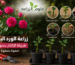 إكثار الورد البلدي (الجوري) بطريقة العقلة في المنزل